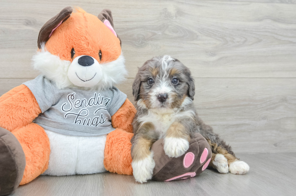 6 week old Mini Bernedoodle Puppy For Sale - Fairfield Furbabies
