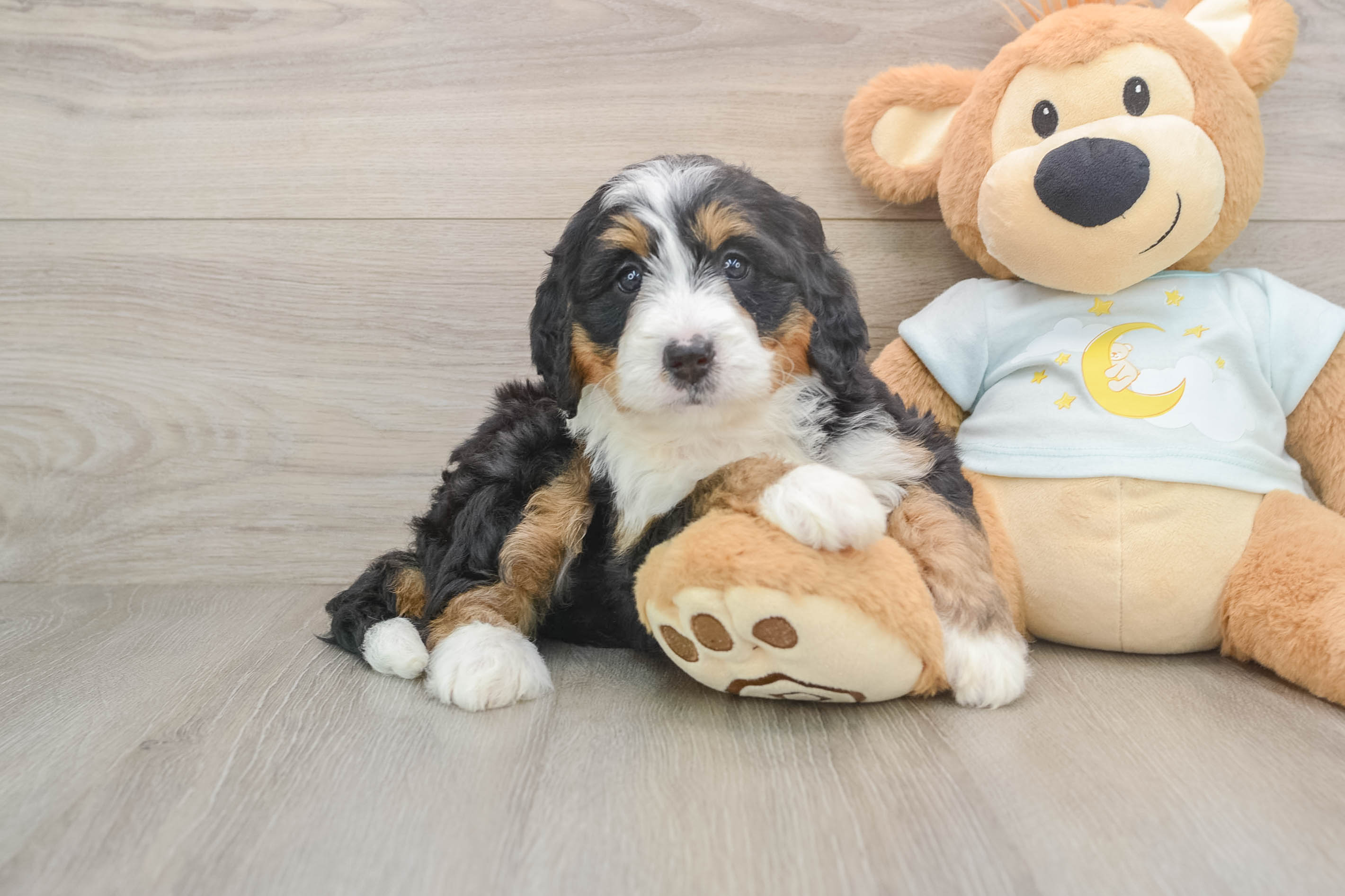 Mini Bernedoodle Pup Being Cute
