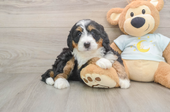 FABLE, a Mini Bernedoodle littermate
