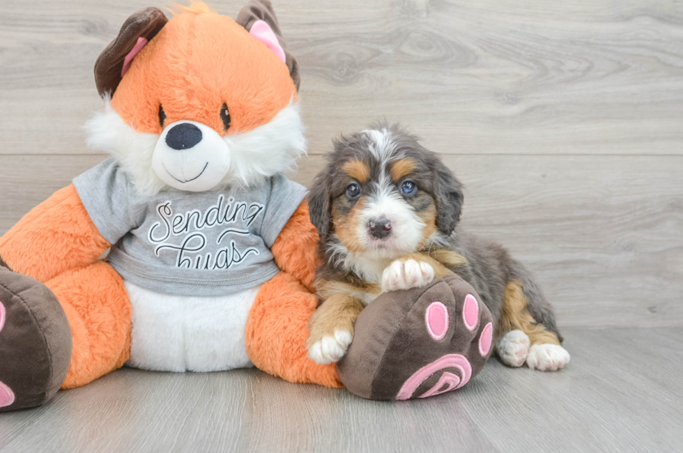 6 week old Mini Bernedoodle Puppy For Sale - Fairfield Furbabies