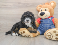 8 week old Mini Bernedoodle Puppy For Sale - Fairfield Furbabies