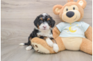 Mini Bernedoodle Pup Being Cute