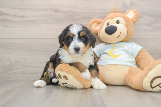 FAVOR, a Mini Bernedoodle littermate