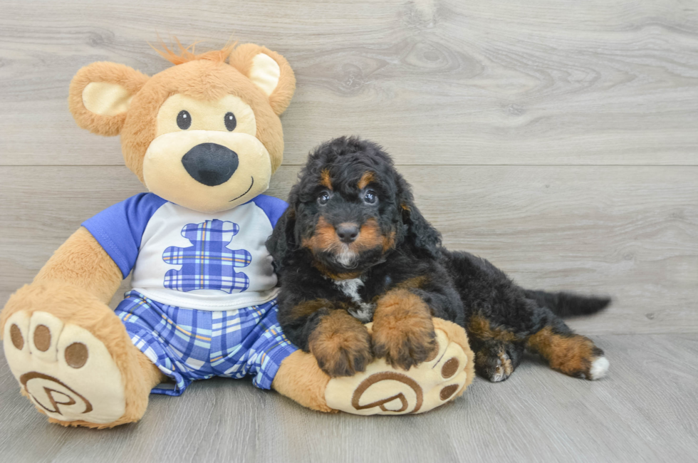 7 week old Mini Bernedoodle Puppy For Sale - Fairfield Furbabies