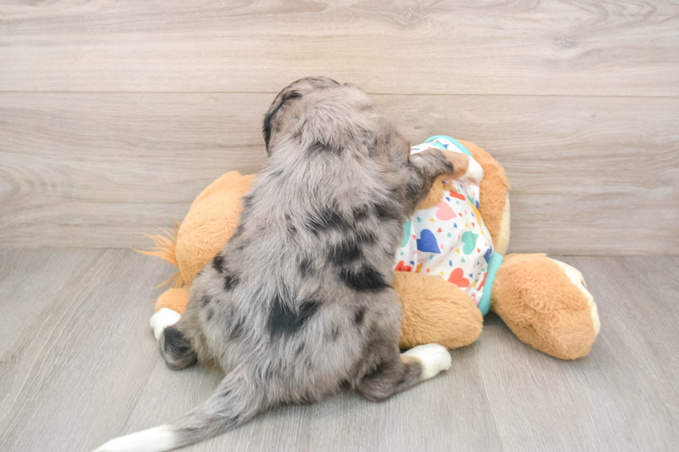 Small Mini Bernedoodle Baby