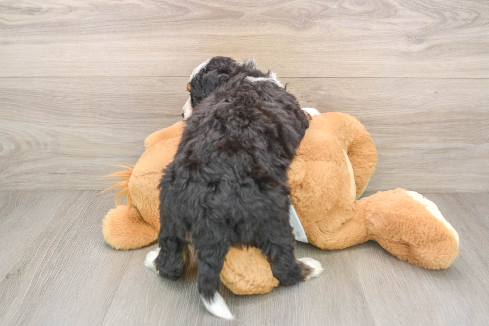 Mini Bernedoodle Pup Being Cute