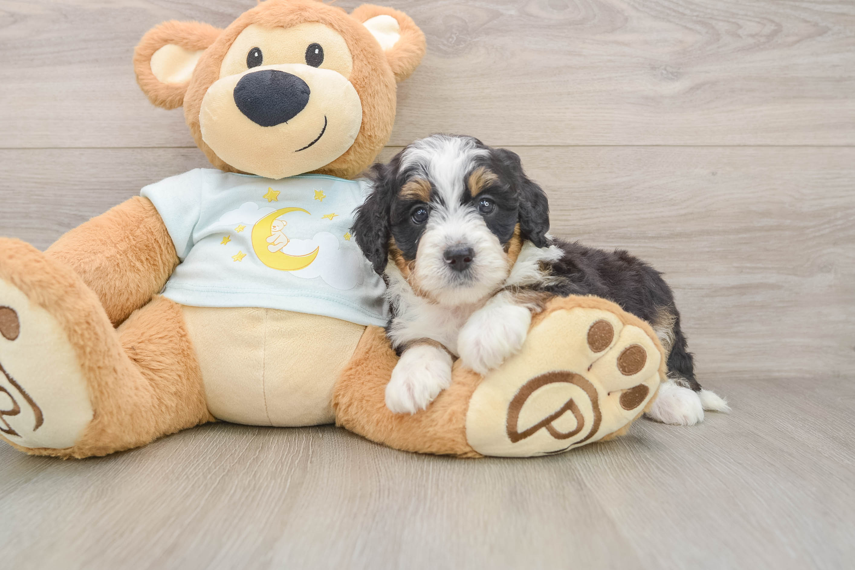 Best Mini Bernedoodle Baby