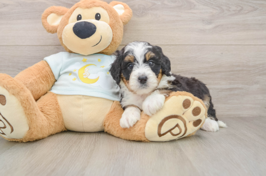 FENDI, a Mini Bernedoodle littermate