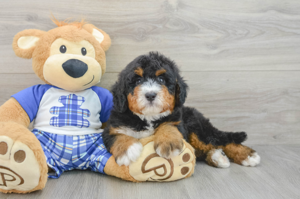 7 week old Mini Bernedoodle Puppy For Sale - Fairfield Furbabies