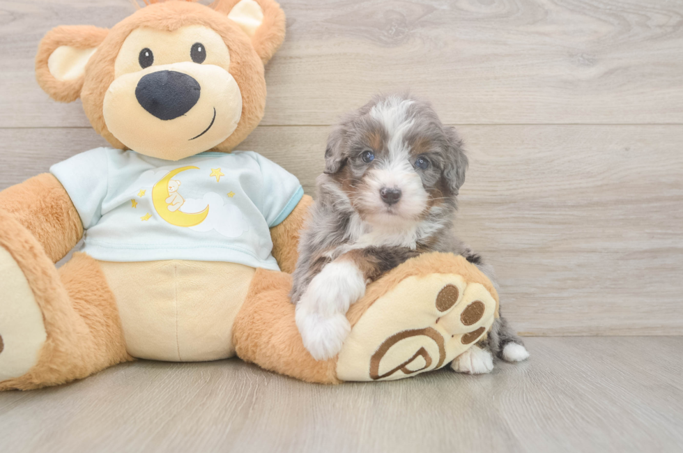 6 week old Mini Bernedoodle Puppy For Sale - Fairfield Furbabies