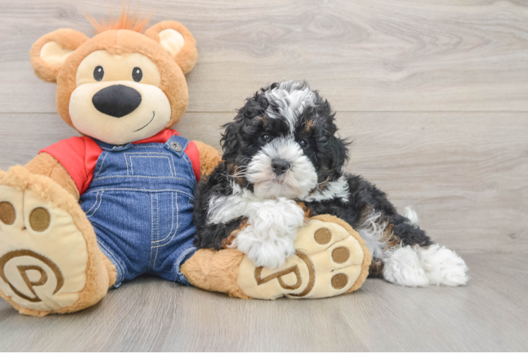 Small Mini Bernedoodle Baby