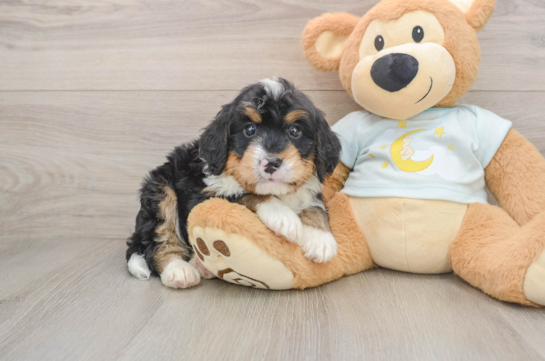 FIREBALL, a Mini Bernedoodle littermate