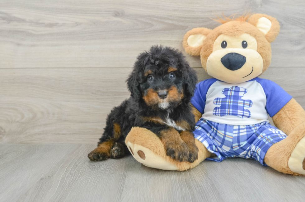 7 week old Mini Bernedoodle Puppy For Sale - Fairfield Furbabies