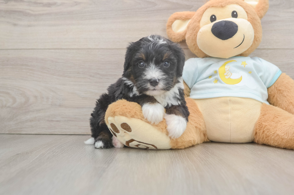6 week old Mini Bernedoodle Puppy For Sale - Fairfield Furbabies