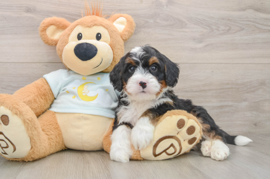 FLINTSTONE, a Mini Bernedoodle littermate