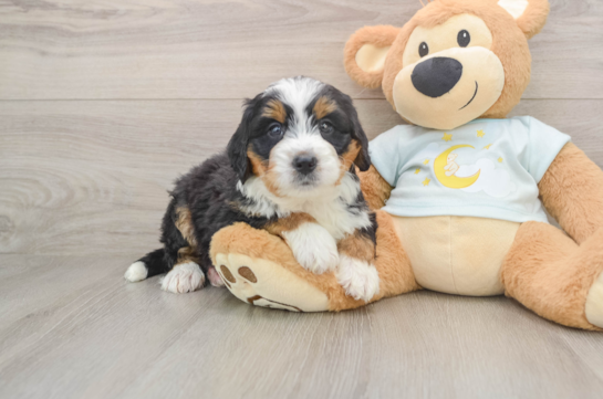 FLINTSTONE, a Mini Bernedoodle littermate