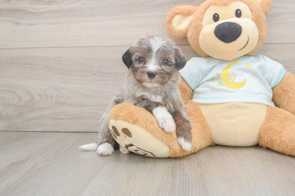 6 week old Mini Bernedoodle Puppy For Sale - Fairfield Furbabies