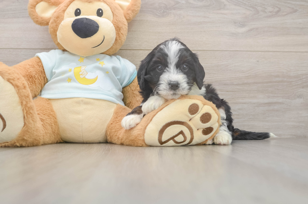 7 week old Mini Bernedoodle Puppy For Sale - Fairfield Furbabies