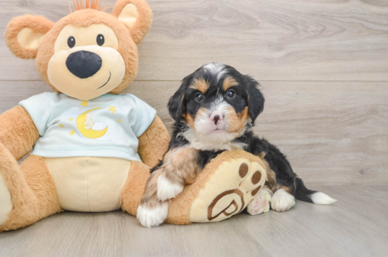 FLIP, a Mini Bernedoodle littermate