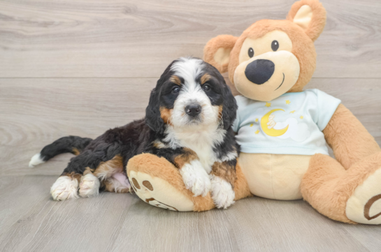 FLIP, a Mini Bernedoodle littermate