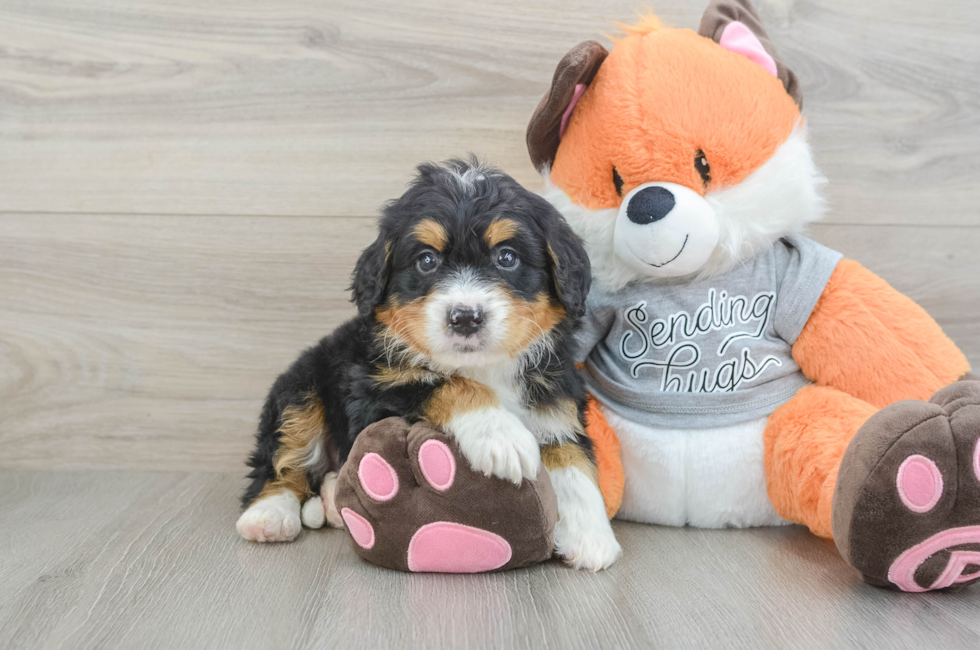 6 week old Mini Bernedoodle Puppy For Sale - Fairfield Furbabies