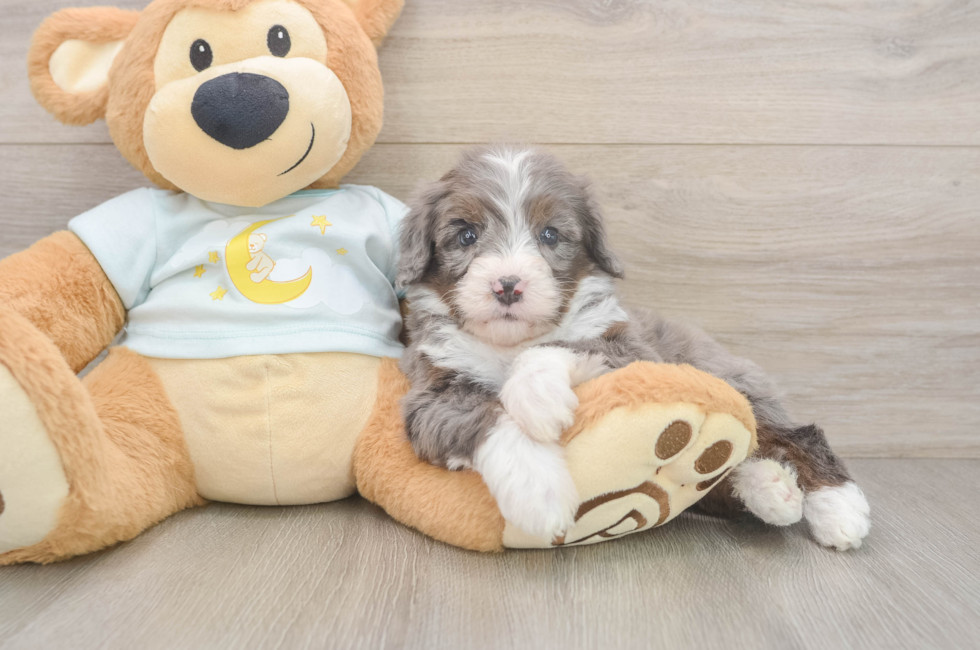 6 week old Mini Bernedoodle Puppy For Sale - Fairfield Furbabies