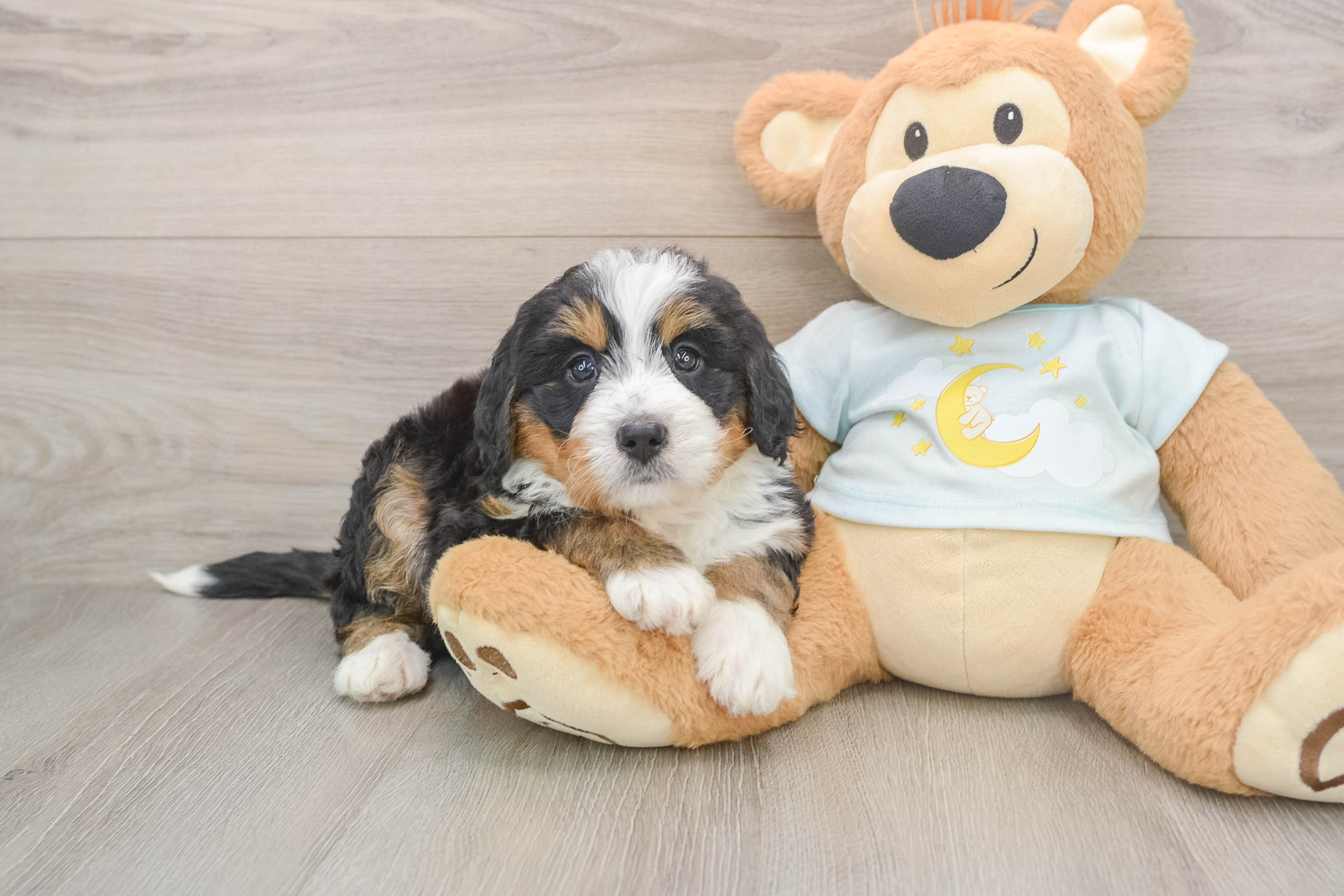Hypoallergenic Mini Bernesedoodle Poodle Mix Puppy