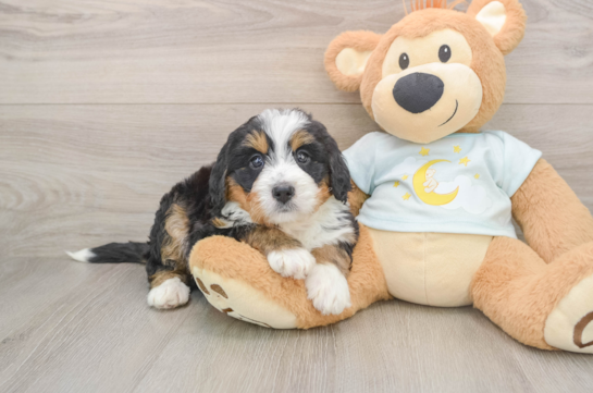 FLUFF, a Mini Bernedoodle littermate