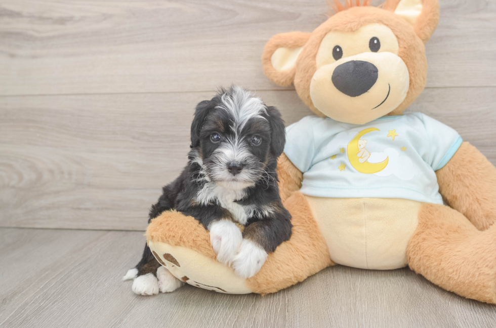 6 week old Mini Bernedoodle Puppy For Sale - Fairfield Furbabies