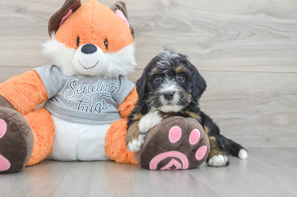 6 week old Mini Bernedoodle Puppy For Sale - Fairfield Furbabies