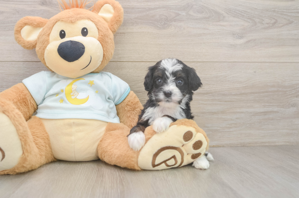6 week old Mini Bernedoodle Puppy For Sale - Fairfield Furbabies