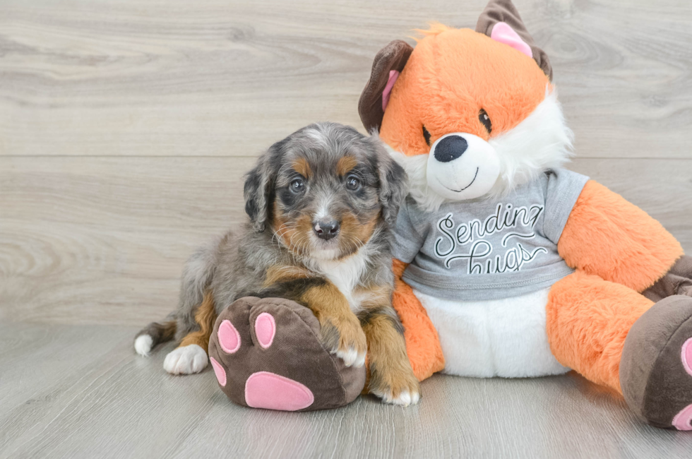 6 week old Mini Bernedoodle Puppy For Sale - Fairfield Furbabies