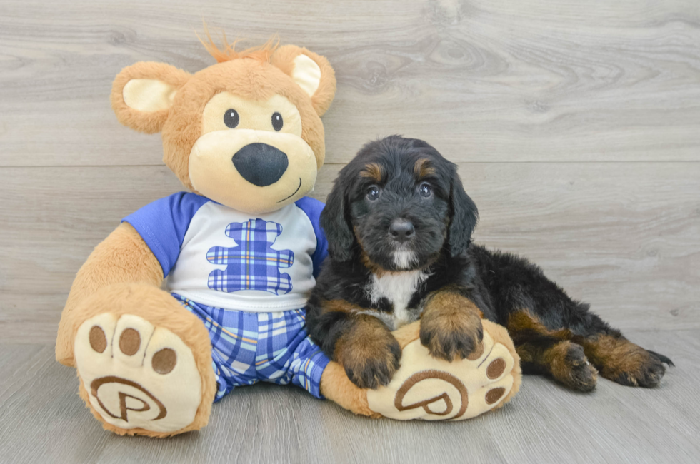 7 week old Mini Bernedoodle Puppy For Sale - Fairfield Furbabies