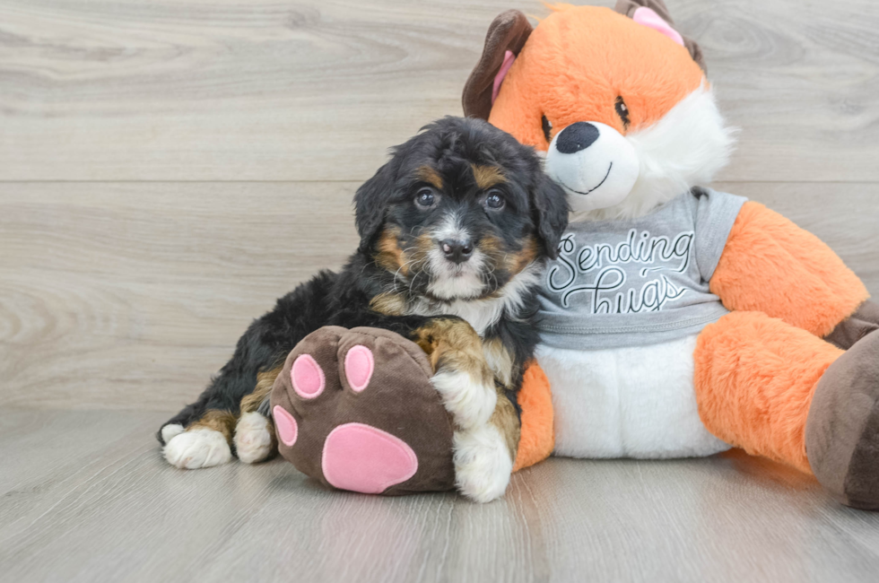 6 week old Mini Bernedoodle Puppy For Sale - Fairfield Furbabies