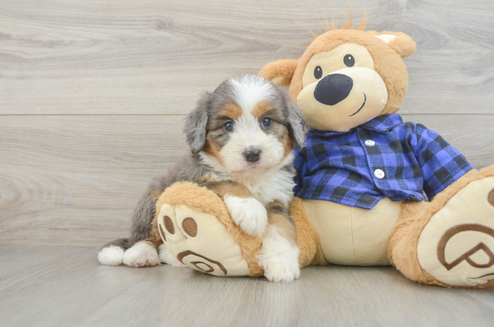 6 week old Mini Bernedoodle Puppy For Sale - Fairfield Furbabies