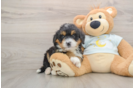 Fluffy Mini Bernedoodle Poodle Mix Pup