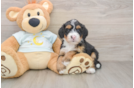 Best Mini Bernedoodle Baby