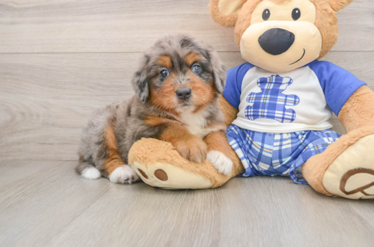 GAZA, a Mini Bernedoodle littermate