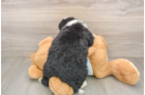 Sweet Mini Bernedoodle Baby