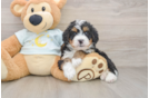 Hypoallergenic Mini Bernese Poodle Poodle Mix Puppy