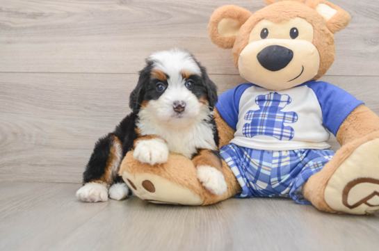 GEORGIE, a Mini Bernedoodle littermate