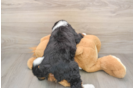 Playful Mini Bernadoodle Poodle Mix Puppy