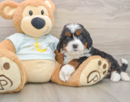 5 week old Mini Bernedoodle Puppy For Sale - Fairfield Furbabies