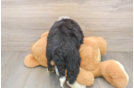 Best Mini Bernedoodle Baby