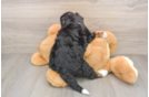 Adorable Mini Bernadoodle Poodle Mix Puppy