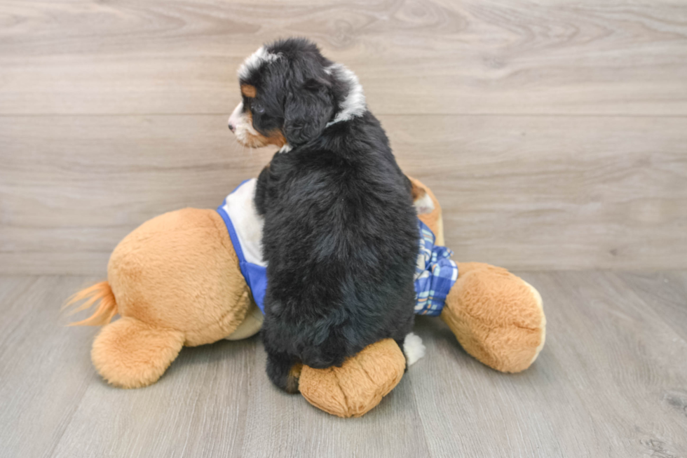 Adorable Bernese Doodle Poodle Mix Puppy