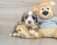 7 week old Mini Bernedoodle Puppy For Sale - Fairfield Furbabies