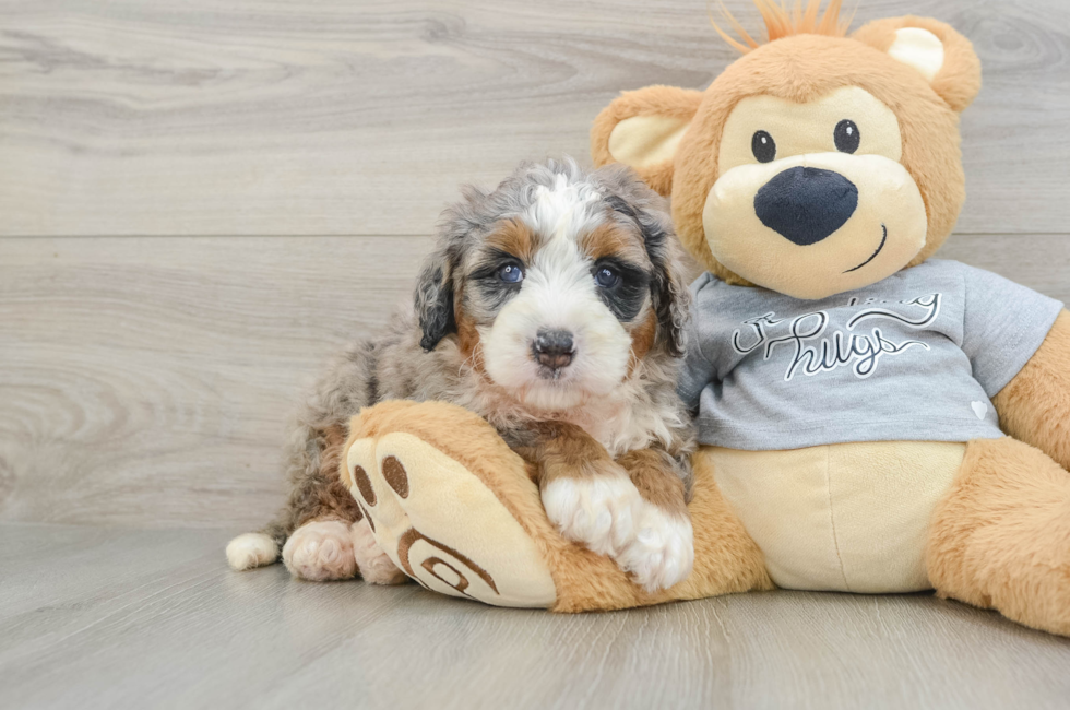 7 week old Mini Bernedoodle Puppy For Sale - Fairfield Furbabies