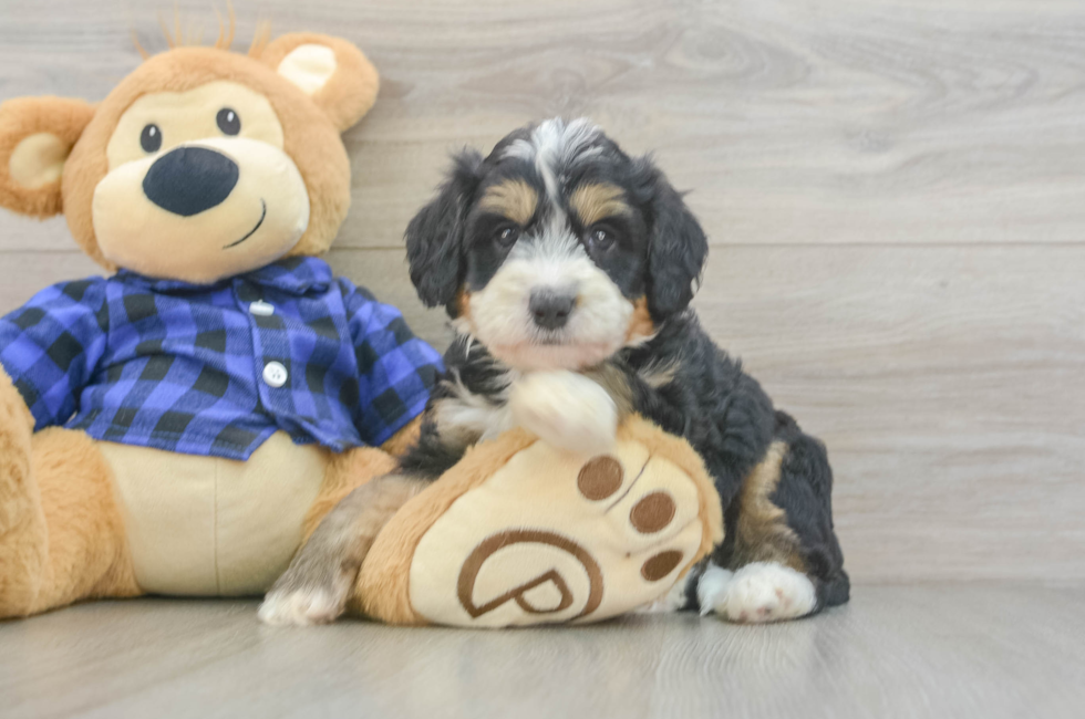 6 week old Mini Bernedoodle Puppy For Sale - Fairfield Furbabies