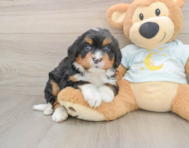 5 week old Mini Bernedoodle Puppy For Sale - Fairfield Furbabies